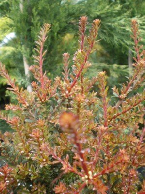 PODOCARPUS 'Chocolate Box' - image 1