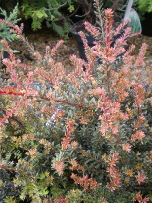 PODOCARPUS 'Chocolate Box' - image 2
