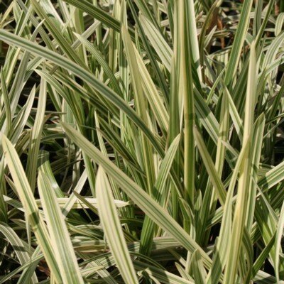 GLYCERIA maxima variegata