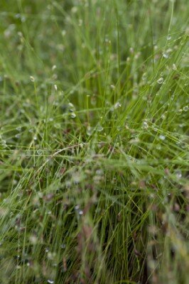 ISOLEPIS cernua - image 1
