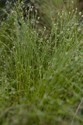 ISOLEPIS cernua - image 2