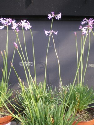 TULBAGHIA violacea