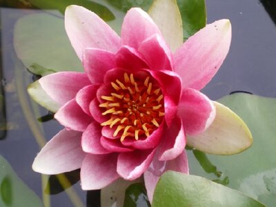 NYMPHAEA 'Charles de Meurville'