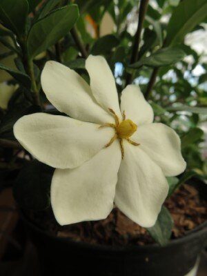 GARDENIA jasminoides