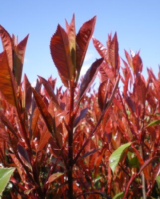 PHOTINIA x fraseri 'Red Robin'