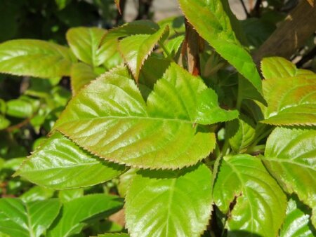 HYDRANGEA anomala 'Crug Coral'