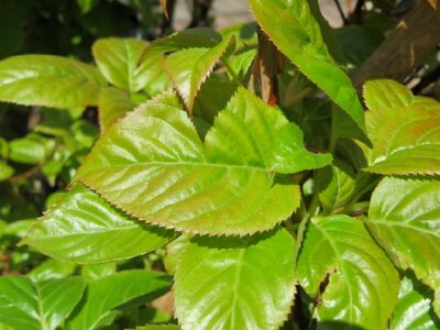 HYDRANGEA anomala 'Crug Coral'