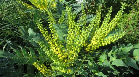 MAHONIA x media 'Winter Sun'