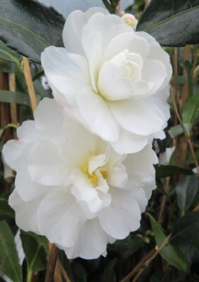 CAMELLIA sasanqua 'Biancaneve' - image 1