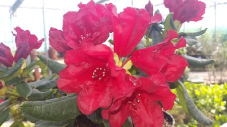RHODODENDRON 'Baden-Baden'