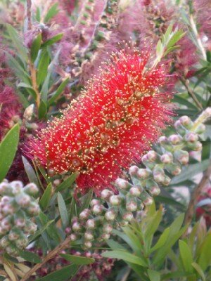 CALLISTEMON 'Red Rocket' - image 2
