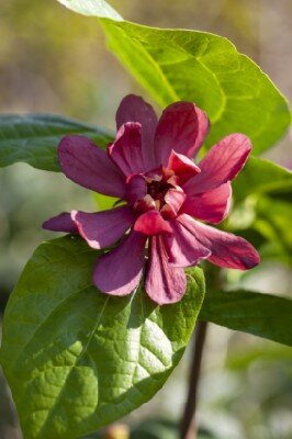 CALYCANTHUS x raulstonii 'Hartlage Wine' - image 1