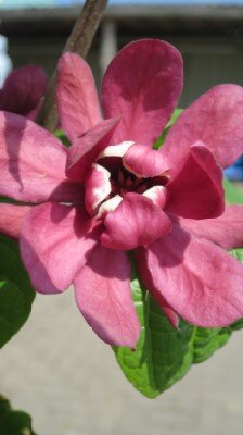 CALYCANTHUS x raulstonii 'Hartlage Wine' - image 2