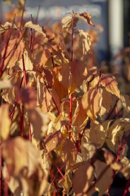 CORNUS sanguinea 'Anny's Winter Orange'