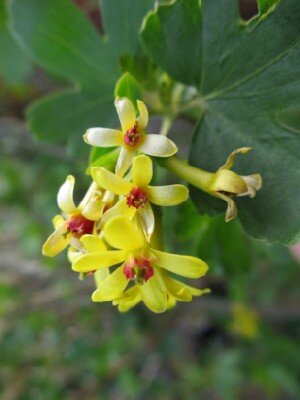 RIBES alpinum 'Schmidt' - image 1