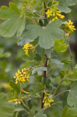 RIBES alpinum 'Schmidt' - image 2