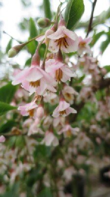 STYRAX japonicus 'Pink Chimes'
