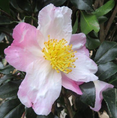 CAMELLIA sasanqua 'Hino de Gumo'