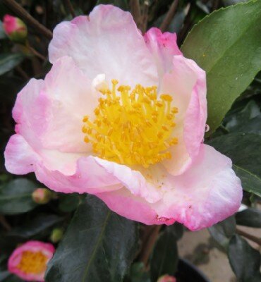 CAMELLIA sasanqua 'Narumigata'