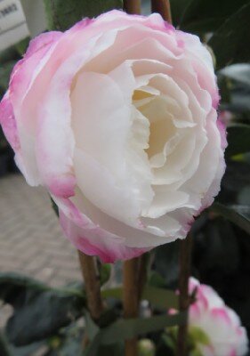 CAMELLIA sasanqua 'Beatrice Emily'