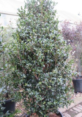 CAMELLIA sasanqua 'Yuletide' - image 1