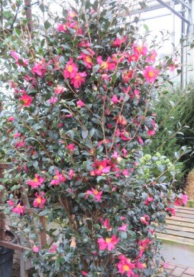 CAMELLIA sasanqua 'Hiryu' - image 1