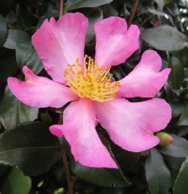 CAMELLIA sasanqua 'Cleopatra'