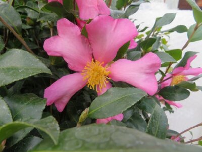 CAMELLIA sasanqua 'Cleopatra'