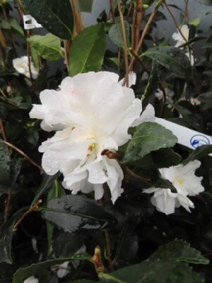 CAMELLIA sasanqua 'Hime Botan'