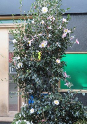 CAMELLIA sasanqua 'Hino de Gumo' - image 1