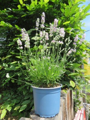 LAVANDULA angustifolia 'Beezee Pink' - image 3
