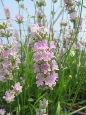 LAVANDULA angustifolia 'Beezee Pink' - image 1