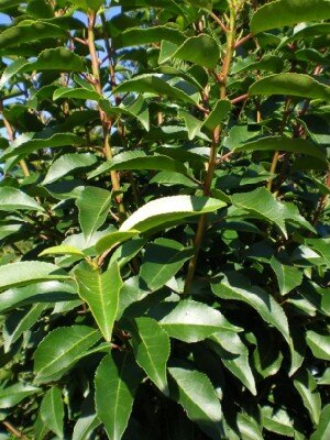PRUNUS lusitanica 'Brenelia'