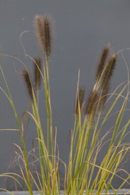 PENNISETUM alopecuroides 'Black Beauty' - image 1