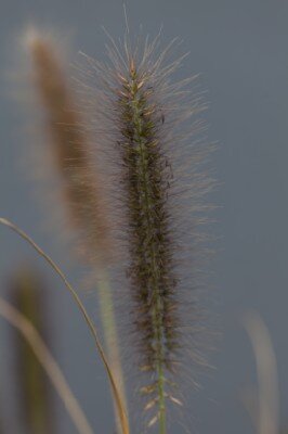 PENNISETUM alopecuroides 'Black Beauty' - image 2