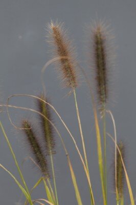 PENNISETUM alopecuroides 'Black Beauty' - image 3