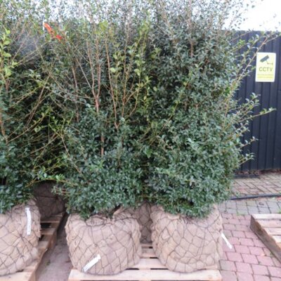 OSMANTHUS x burkwoodii - image 3