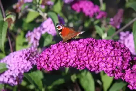 BUDDLEJA 'Pink Delight'