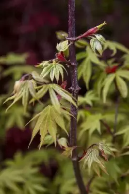 ACER palmatum 'Osakazuki' - image 2