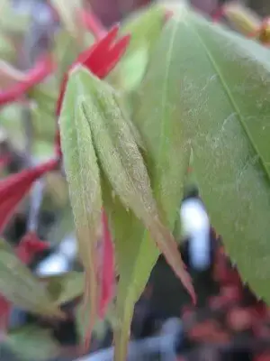 ACER palmatum 'Osakazuki' - image 3