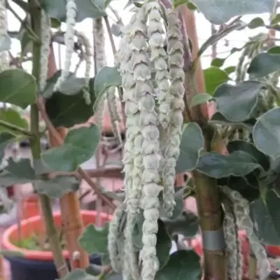 GARRYA elliptica - image 2