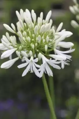 AGAPANTHUS africanus 'Albus' - image 2