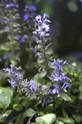 AJUGA reptans 'Braunherz' - image 2