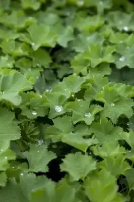 ALCHEMILLA mollis