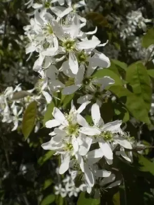 AMELANCHIER canadensis - image 2