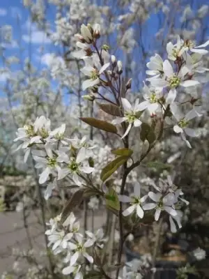 AMELANCHIER canadensis - image 3