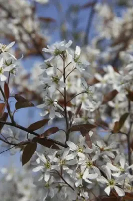 AMELANCHIER canadensis - image 4