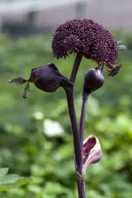 ANGELICA gigas - image 5