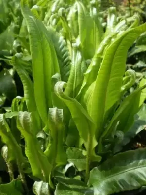 ASPLENIUM scolopendrium - image 3