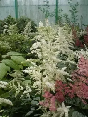 ASTILBE 'Deutschland' - image 2